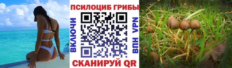 цена наркотик  Нерюнгри  блэк спрут ONION  Псилоцибиновые грибы Cubensis 